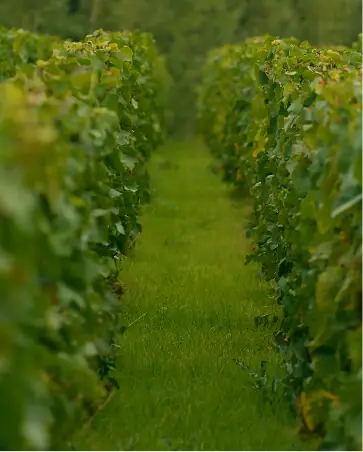 Champagne Lallier