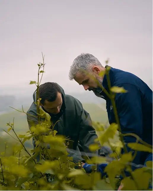 Champagne Lallier